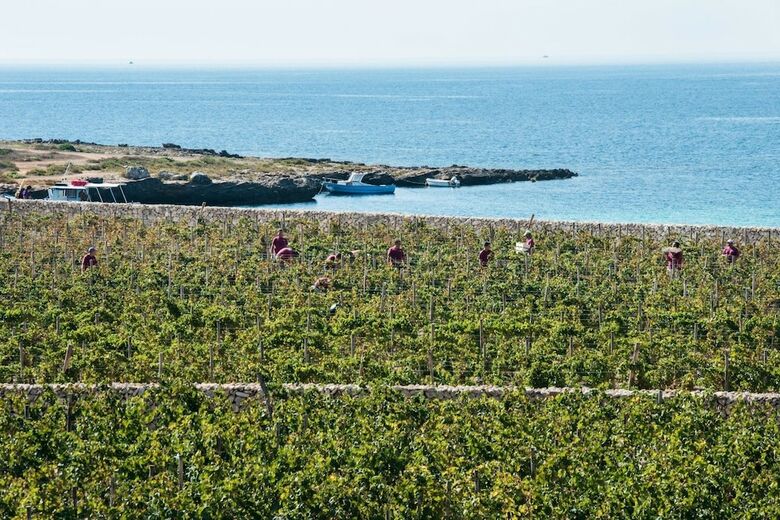 Calamoni Di Favignana Apartments & Wine Experience