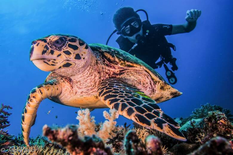 Hotel Lutwala Dive And Bungalows