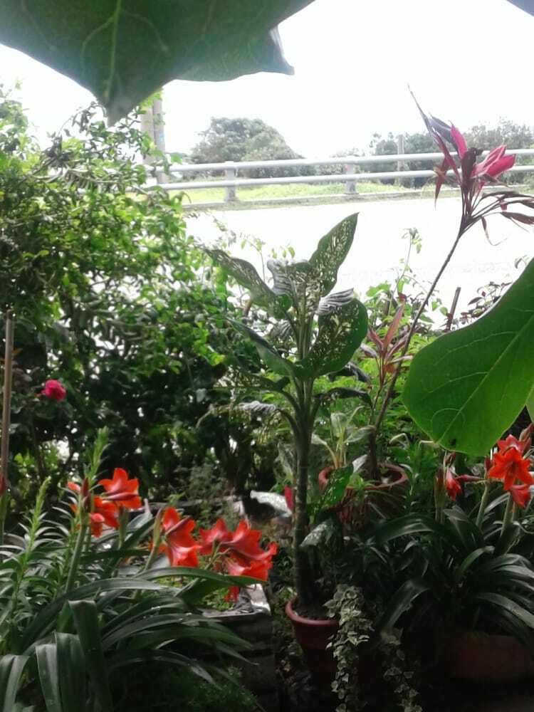 Taitung Linyuan B&B