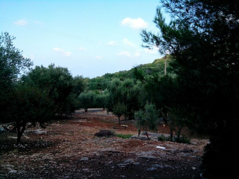 Orto Degli Ulivi