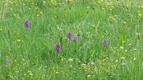 Apartamento Ferienwohnung Salettl