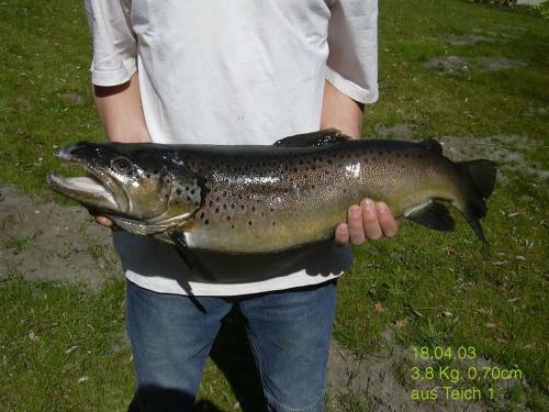 Hostal Hotel Forellenhof