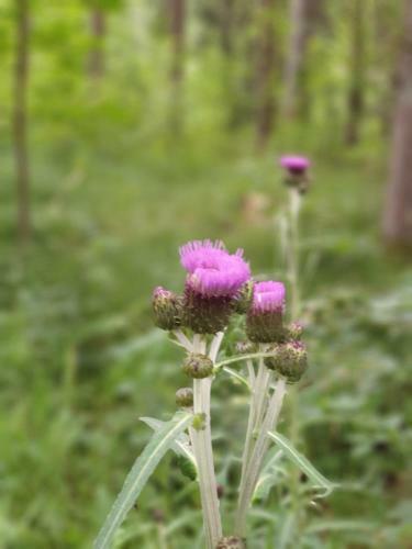 Apartamento Haus Bergblick