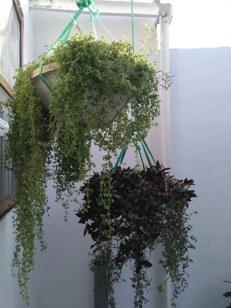 Hostal Zlife Hostel