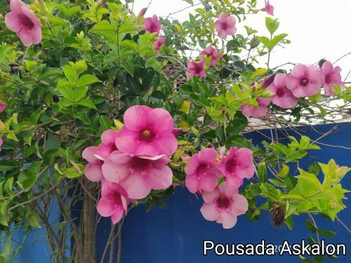 Hostal Pousada Askalon