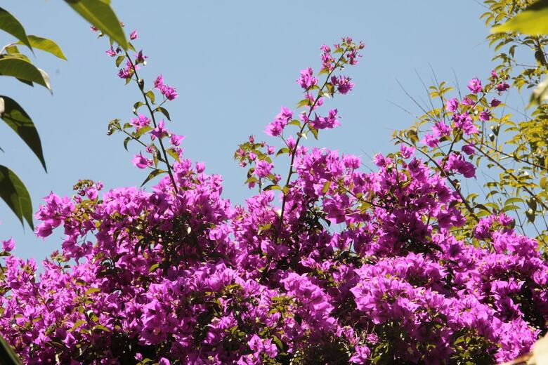 Apartamento Le Palme Garden