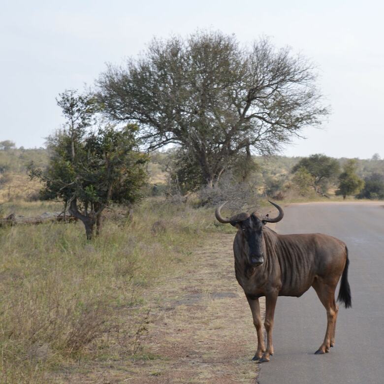 Posada Imbube Safari Lodge