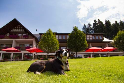 Hostal Hotel Kleins Wiese