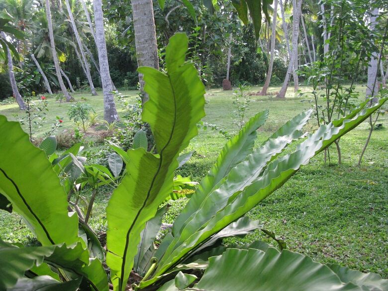 Hotel Anuhas Airport Villas