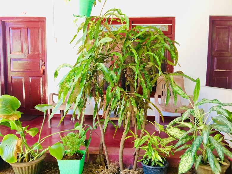 Bed & Breakfast Tropicana Homestay