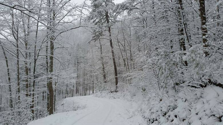 Blue Ridge Parkway Cabin Rentals