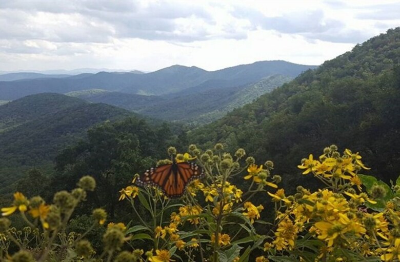 Blue Ridge Parkway Cabin Rentals