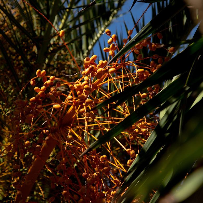 Hotel La Plantacion