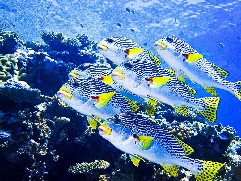 Coral Sea Dreaming Dive And Sail