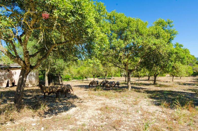 Villa S'aresta Den Rumbet