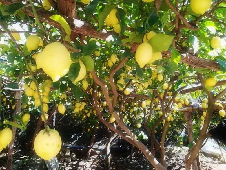 Apartamento Casale Dei Limoni
