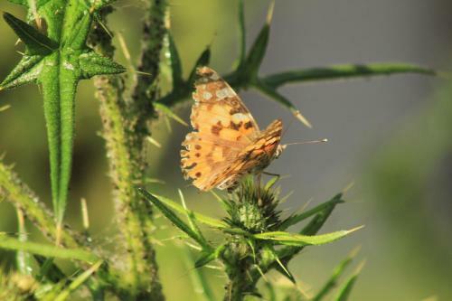Apartamento Ferienwohnungen Gastager