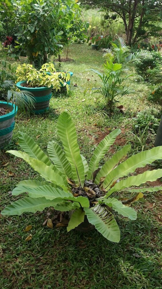 Hotel Fairview Dill Homestay