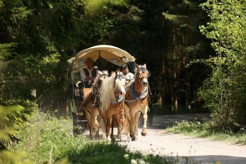 Agroturismo Haflingerhof