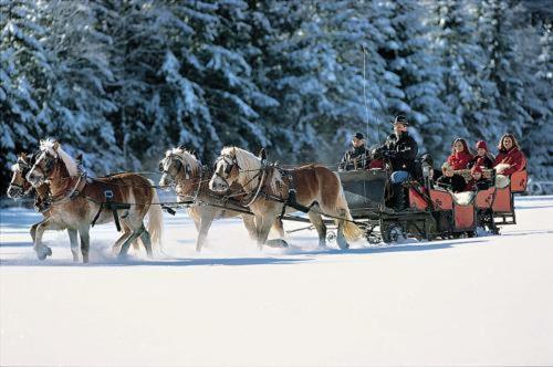 Agroturismo Haflingerhof