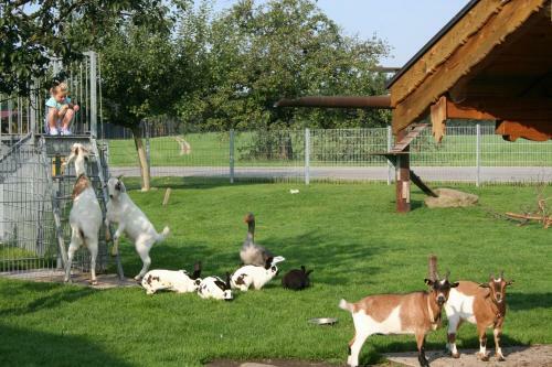 Agroturismo Wimmerhof
