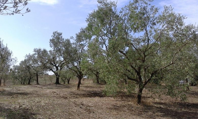 Agroturismo Poderi Di Tragliatella Farmhouse