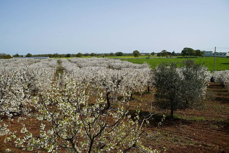 Apartamento Masseria Guadiano Vecchio
