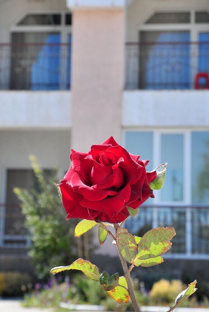 Hotel Lazurnaya 2