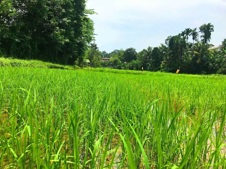 Villa Horahena Farm Stay