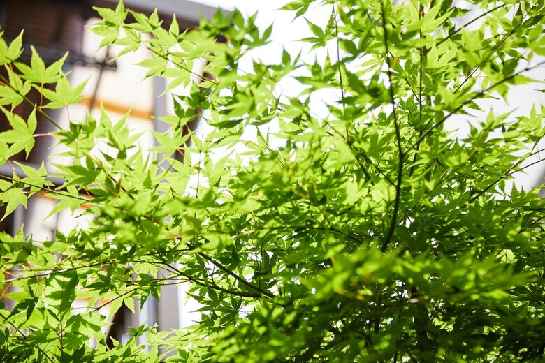 Hanare Kyoto Tachibanaan