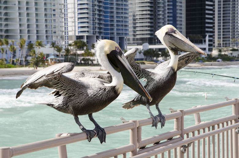 Apartamentos Intracostal Sunny Isles