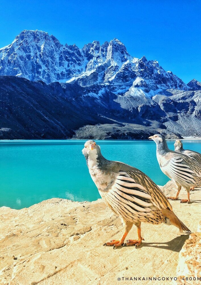 Hotel Thanka Inn Gokyo