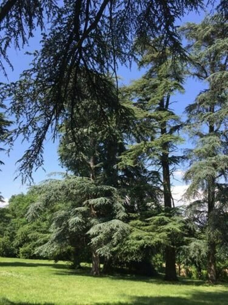 Hotel Gite Le Jardin Des Cedres