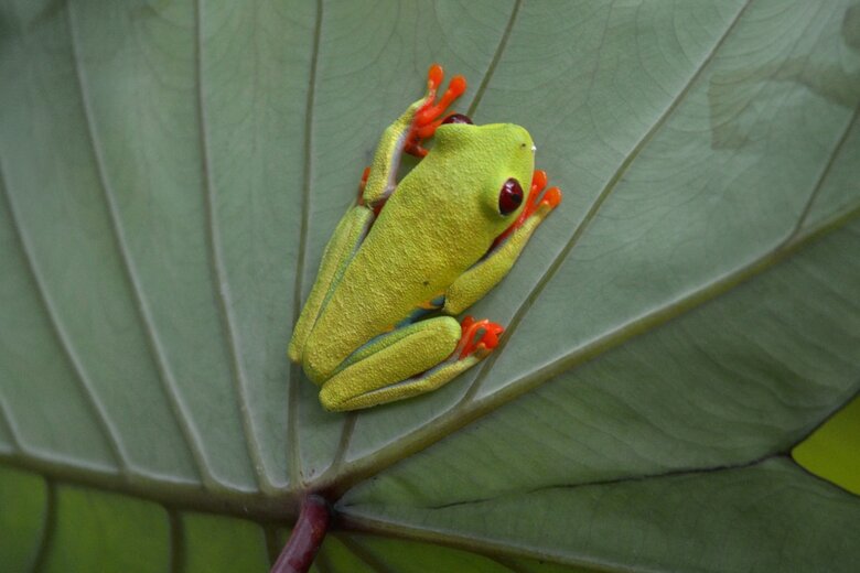 El Jardin de Playa Negra