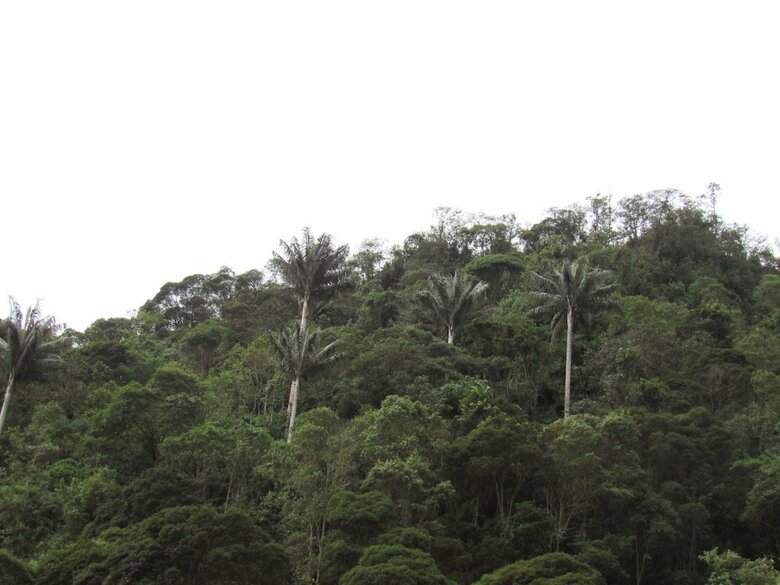 Cabana Finca Los Arboles