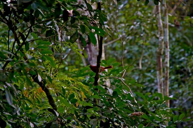 Posada Tierra Guarani Lodge de Selva