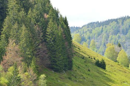 Hotel Garni Silberfelsen
