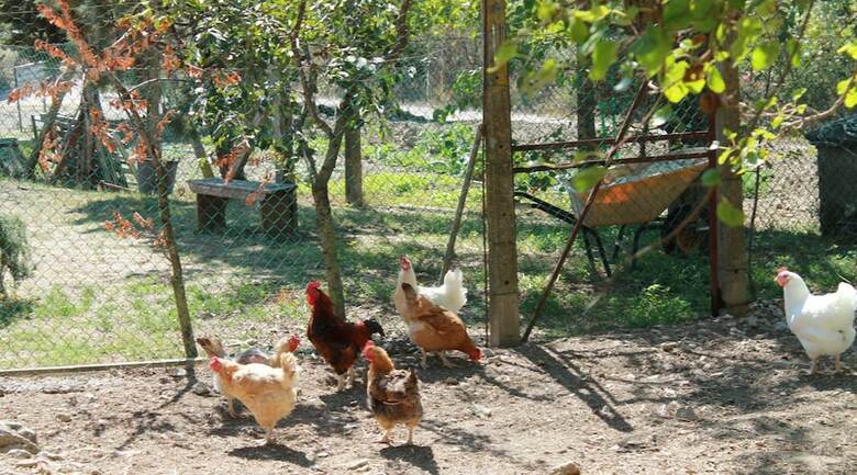 Agroturismo Agriturismo Il Poderuccio