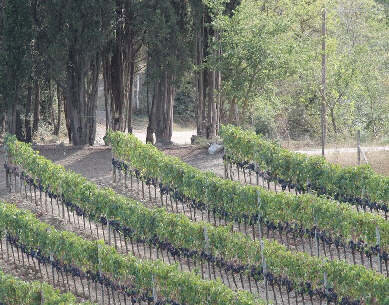 Agroturismo Agriturismo Il Poderuccio