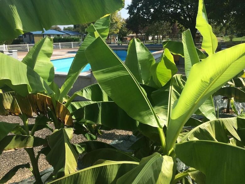 Camping Les Na�ades
