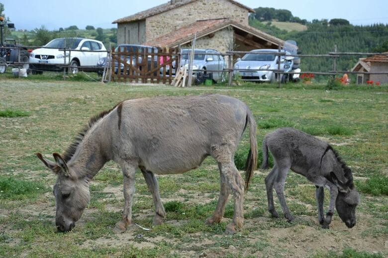 Agroturismo Perugia Farmhouse