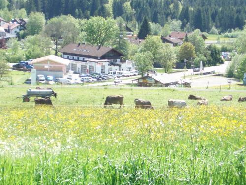 Hotel Alpenblick