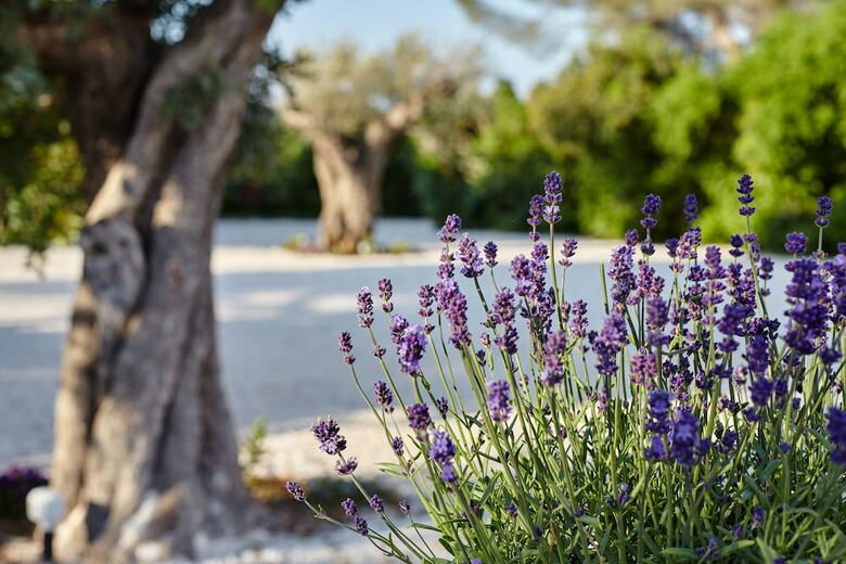 Bed & Breakfast Agapanto Masseria