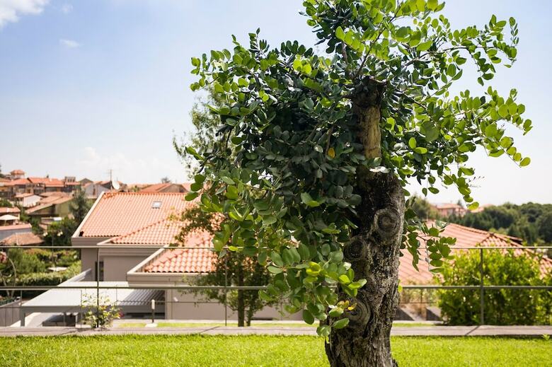 Bed & Breakfast Etna Dream