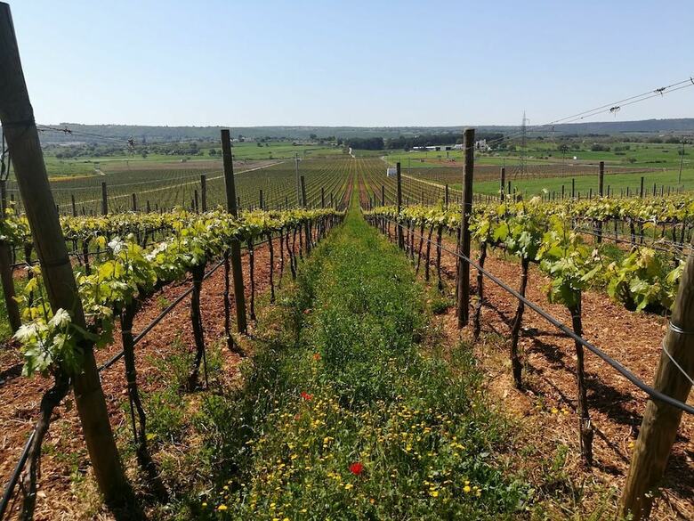 Agroturismo Masseria Torricella