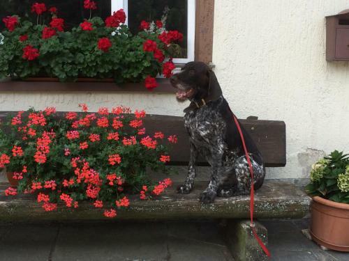 Hostal Pension Silberdistel