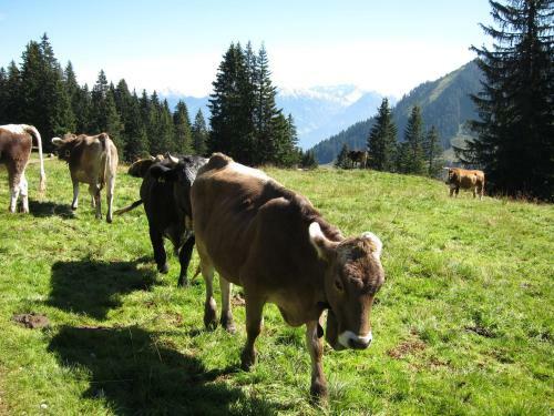 Apartamento Landhaus Vogler