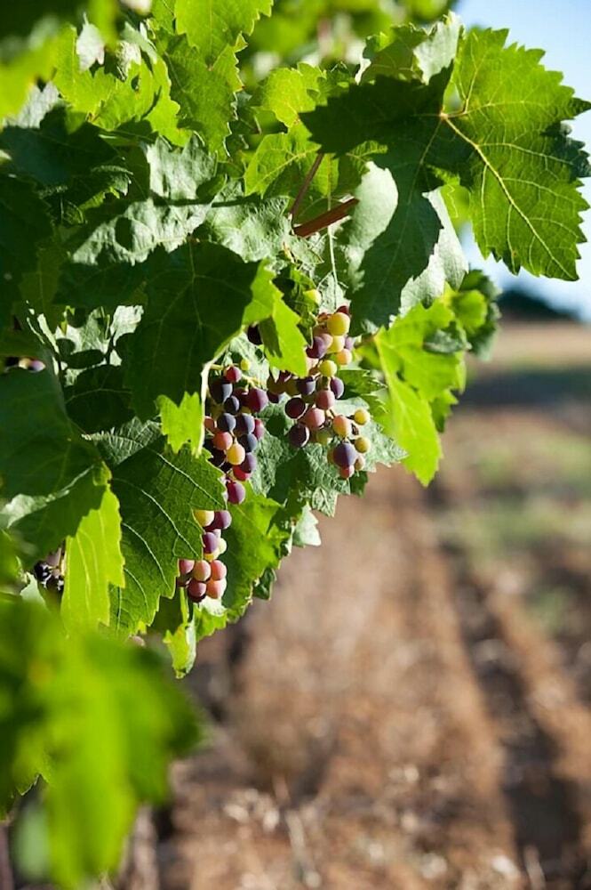Domaine St. Paul Le Marseillais