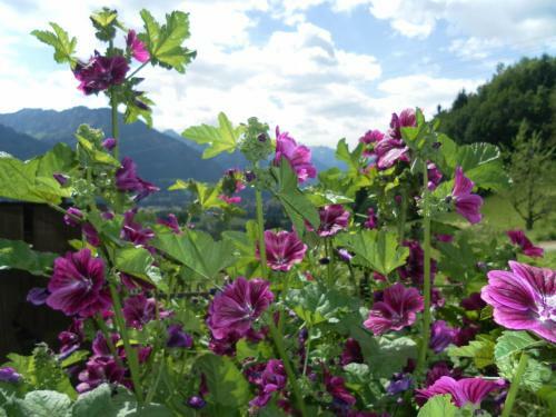 Apartamento Ferienwohnungen Brunner