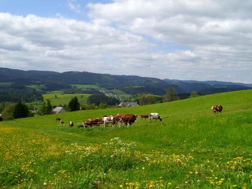 Apartamento Feldbergblick